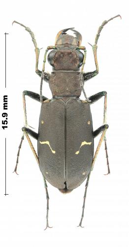 Réf. 244 549 : Cicindela longilabris